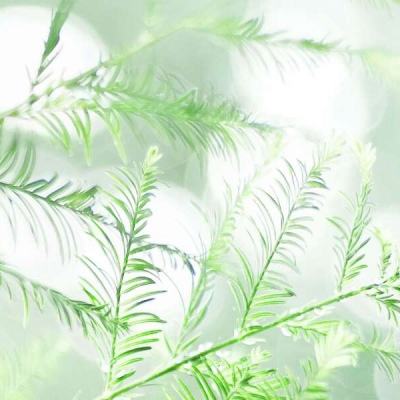 秦时纷争OPPO下载